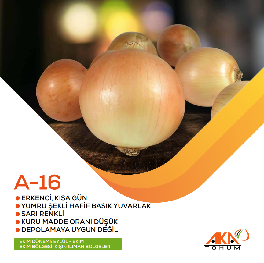 A-16 KISA GÜN SOĞAN TOHUMU