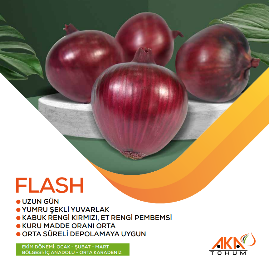 FLASH SOĞAN TOHUMU