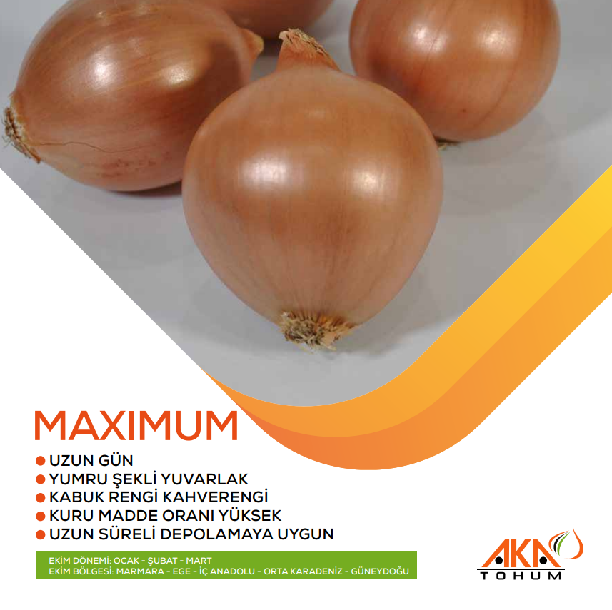 MAXIMUM UZUN GÜN SOĞAN TOHUMU