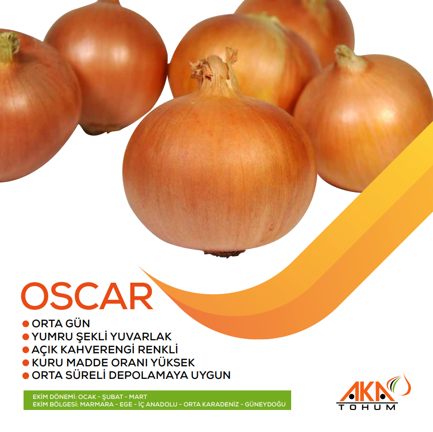 OSCAR ORTA GÜN SOĞAN TOHUMU